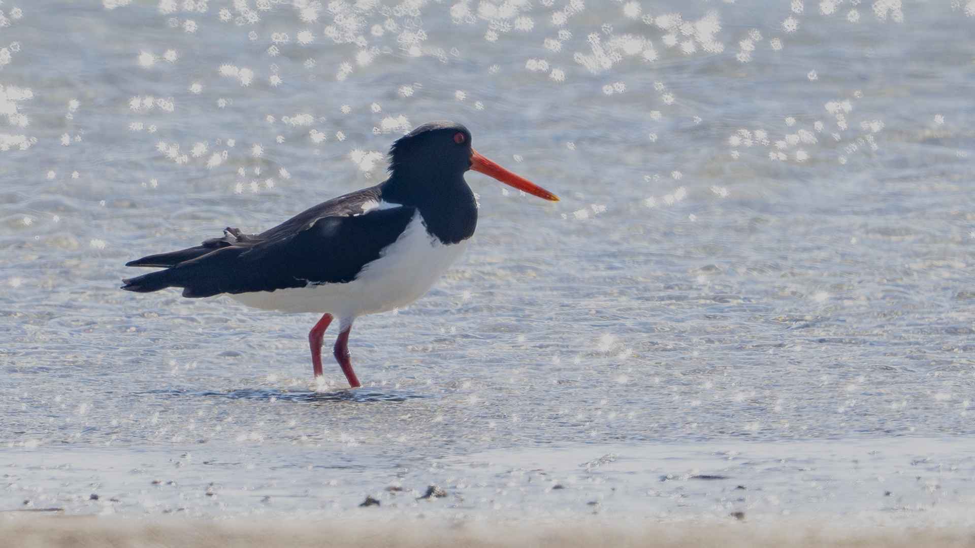 Eurasian Oystercatcher
